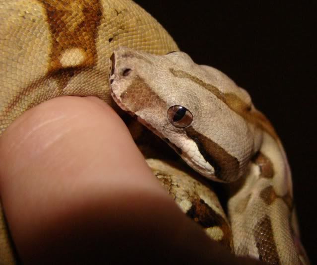 show me your petco snake!!!! RedTailBoas Ultimate Reptile Community